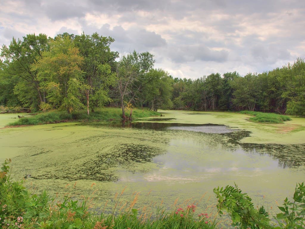 Tree-lined Pettibone Park wetland beneath a cloudy sky